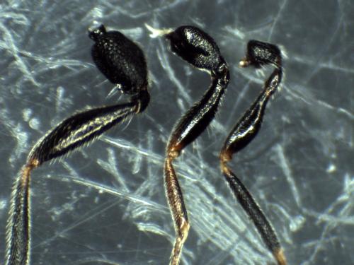 Réf. 314 823 : Eurytominae inconnu